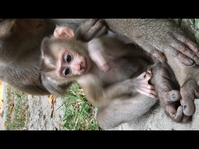 🤔🔚 #shorts #babymonkey #animals #reels #fyp #usa #monkey #funnyvideo #funnymonkey #funnymonkey