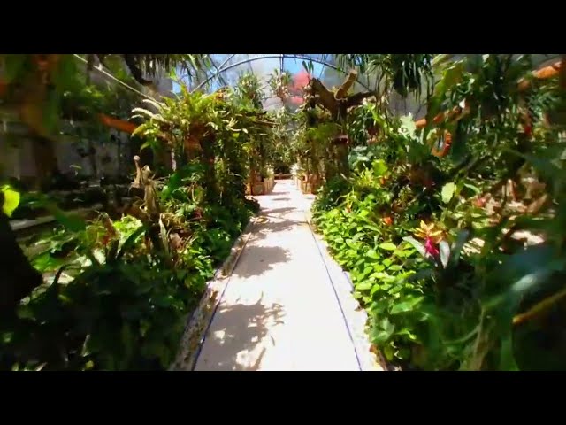 Orquídeas y bromelias  | Xcaret VR  #23