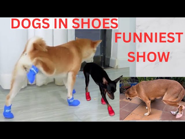 DOGS IN SHOES: 😂😂 The Funniest Street Show You'll Ever See! 🐾😂