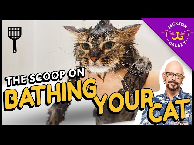 To bathe or not to bathe your cat - that is the question!