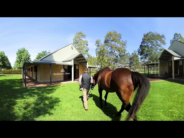 Arrowfield injected