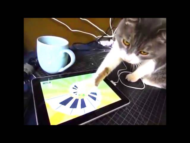 ALL the 50 videos from "50 VIRAL CAT VIDEOS IN 4 MINUTES" [1 HOUR OF VIRAL CATS!!!]