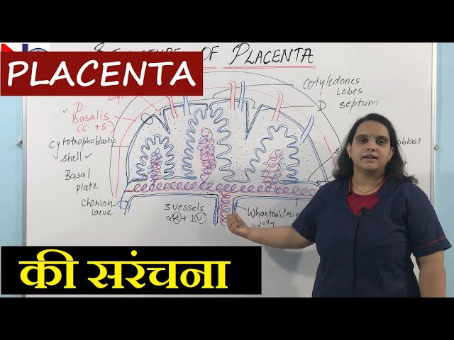 Placenta Structure in Hindi | Nursing Lecture