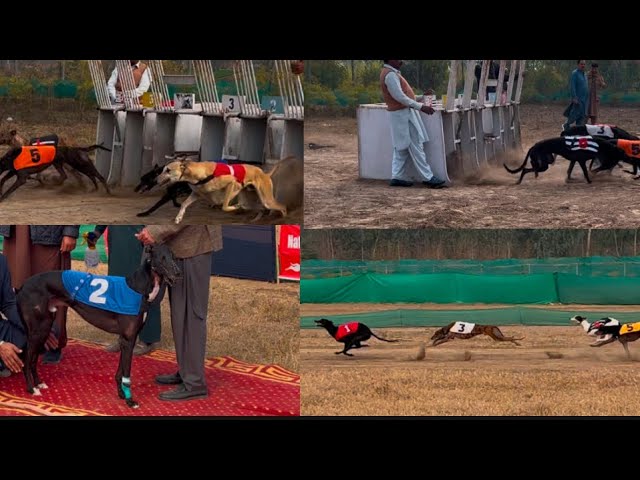 Pakistan’s biggest Greyhound track derby.