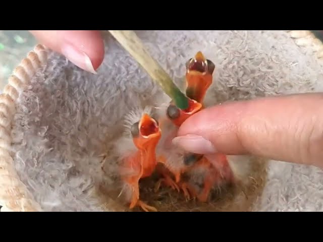 Small Bird Baby Eating || Cute Animals Baby