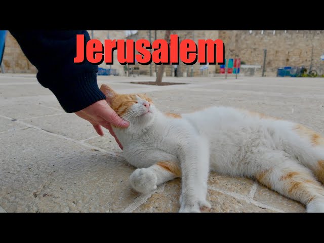 Jerusalem. Walk from the Old Town to Davidka Square. Friendly cat