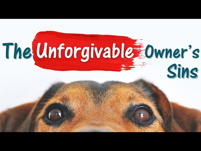 9 Mistakes Your Dog Will NEVER Forgive You For