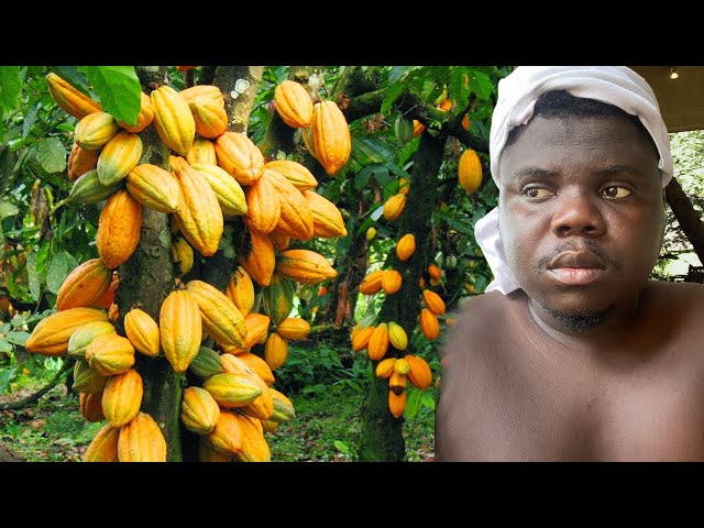 We Own 50 Acres Of Cocoa Farm In Ghana But Still Poor!