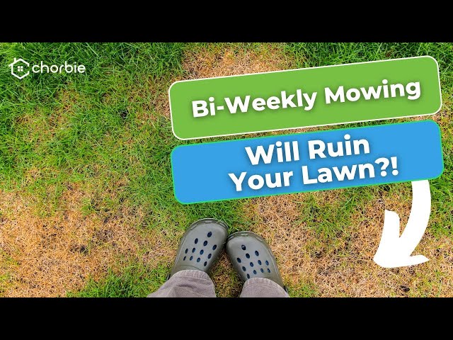 Why You Should Mow Weekly Instead of Bi-Weekly