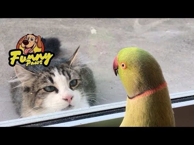 Hilarious Animal Videos to Make You Laugh | Funny Dog & Cat Videos