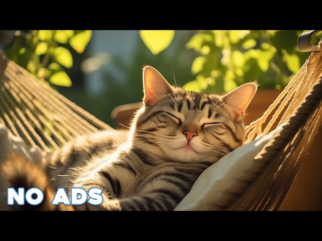 12 Hours Sleep Music for Cats 🐈 Calming Music for Cats No Ads ♬ Sleep Music for Anxious Cats