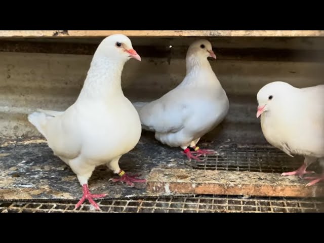 Pigeon Hubbel élevage en milieu tropical