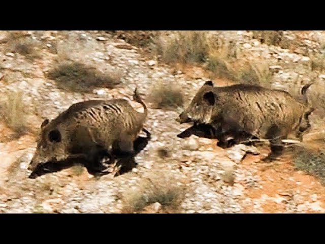 Anadolu'da Sürükleyici Domuz Avı / Immersive Wild Boar Hunt in Anatolia