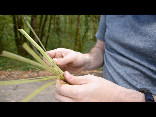 Make Cordage from Blackberry Brambles