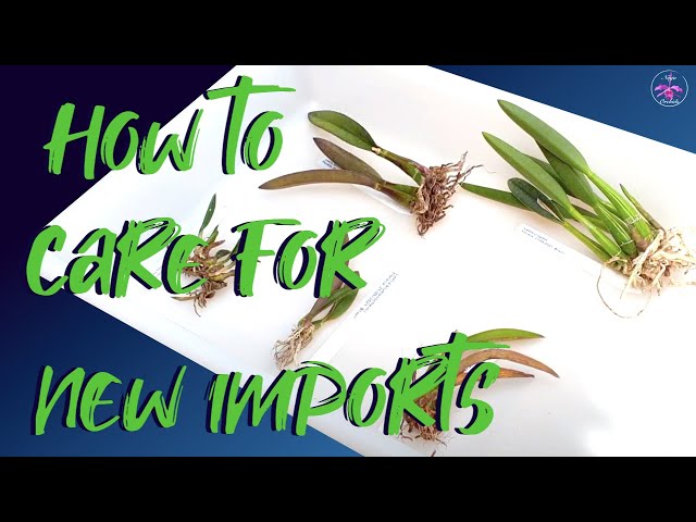 How to care for NEW IMPORTS / BARE ROOT #orchids Day 1 | Immediate Recovery Tips #ninjaorchids