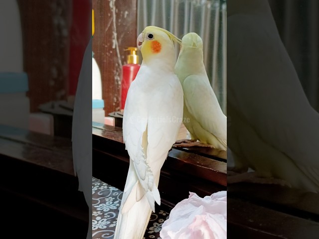 Milo's vocal performance at his favorite venue is simply heart-melting! 🥰🎶🦜 #cockatielscraze