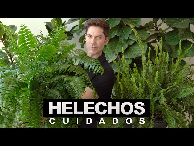 Cómo CUIDAR Helechos (neprholepis)