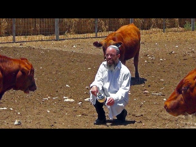 What's Going on With the Red Heifers in Israel?