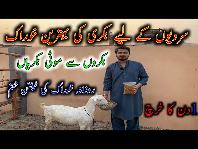 Best Diet For Goats in Winter||RoofTop Goat Farming||Best Goat Wanda