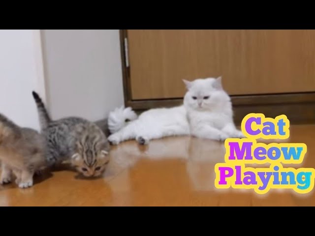 Lets Play CAT MEOW BOX #trending #satisfying #viralvideo