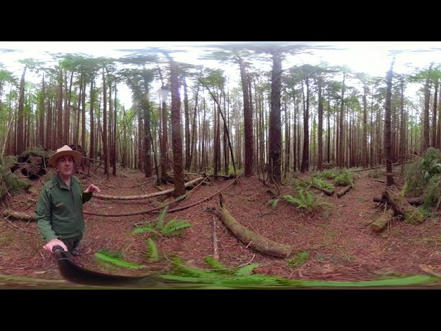 Redwoods in 360: Second Growth Forests