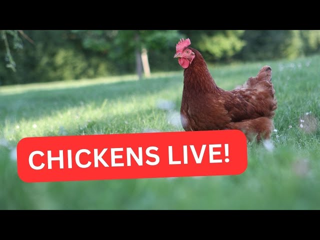 All Day with Free-Range Chickens on My Alabama Farm 2/24/2025 #freerangechickenfarming