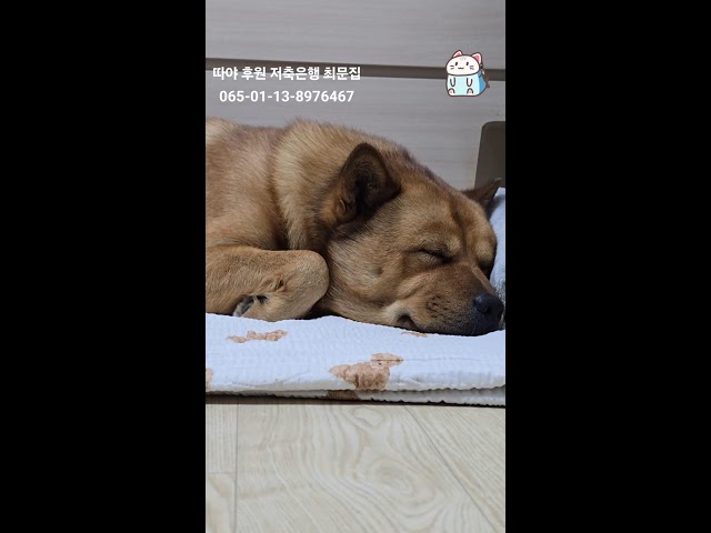 20250208 심야 잠방 Sleeping broadcast - 따야 Ddaya