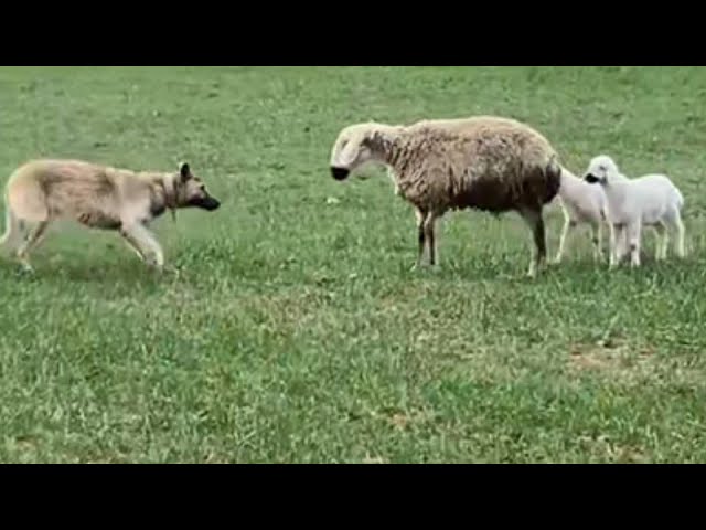 KURT KANGAL İLE BOĞUŞAMAZ DEDİ KURT VE KANGAL KARŞI KARŞIYA DEV ALFA KURT İKİ KANGALA KARŞI