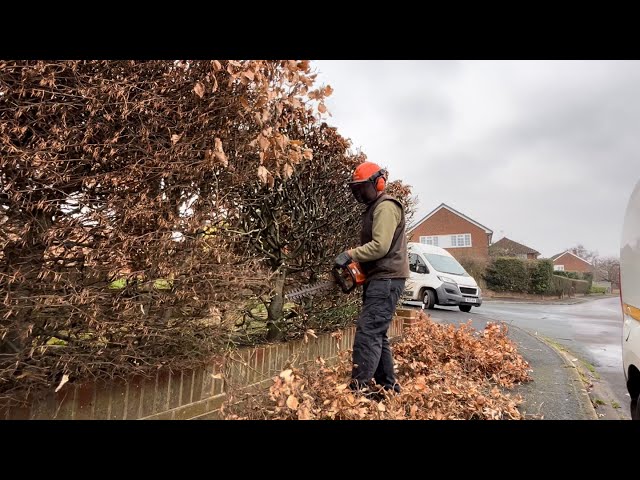 Homeowner needed this Beech Hedge Cut Back from Overgrowing the Pavement!