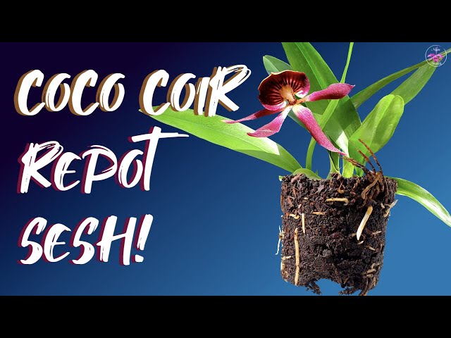 Repotting The EASY Way | Coco Coir to Leca and Self Watering | Guarachea Black Comet #ninjaorchids