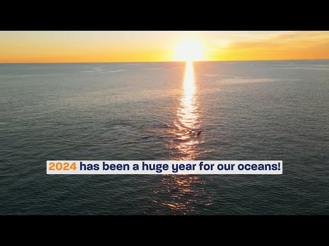 Thank you for your support in 2024! | Australian Marine Conservation Society