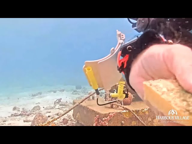 Octopus sneaks behind divemaster Bonnie at Harbour Village Bonaire