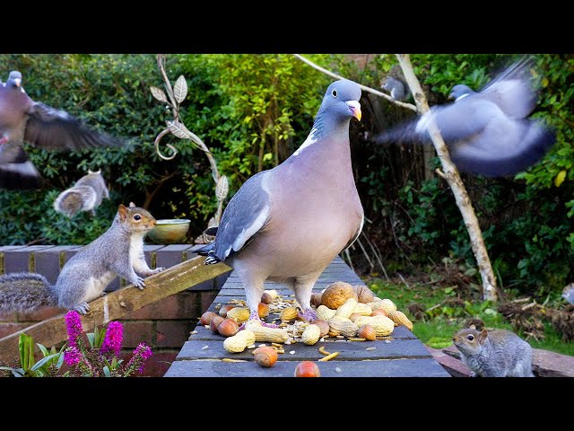 🔴24/7 LIVE: Cat TV 😺 Lively Birds & Squirrels Rummage Around the Stools for Food (4K HDR)