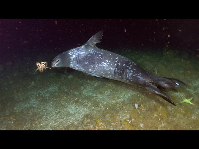 Highlights from the Boxfish ROV in Antarctica