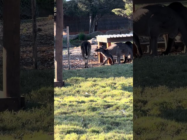 Kangaroo Walk 🦘😂 #shorts #kangaroo  #foryou #youtubeshorts #animals