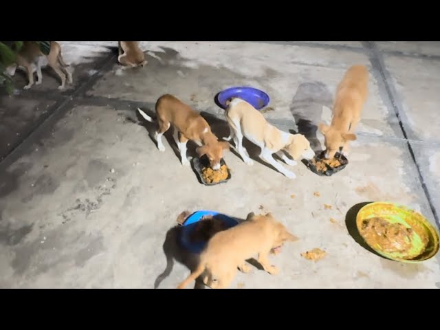 Food time for 6 Funny Happy Dogs😍 | Family of 6 Dogs 🐶