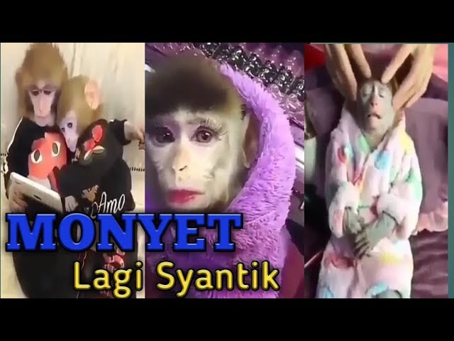 Video Monyet Lucu Lagi Syantik