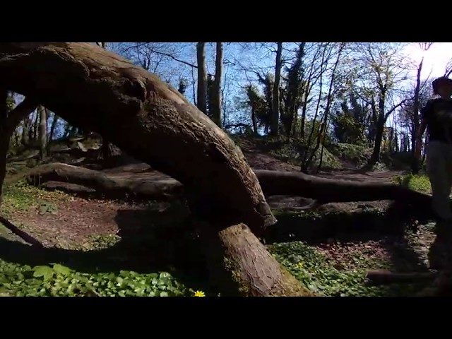 A walk through the trees by the river at Oughtonhead (4K 360° + spatial audio)