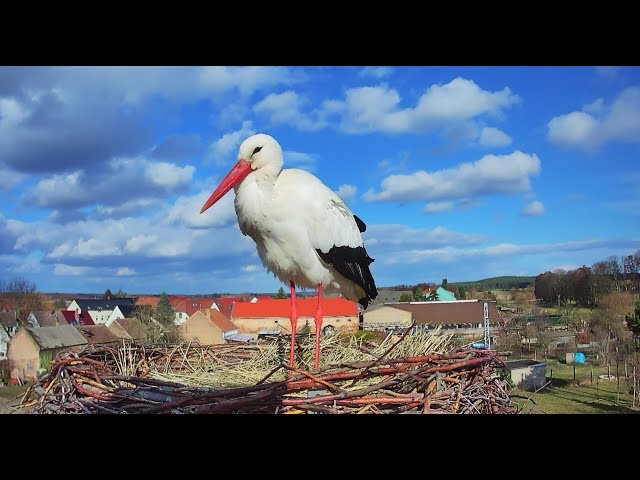 🔴 Livestream - Storchennest Fohrde - Nest 2 🐦 (White Stork, Bocian)