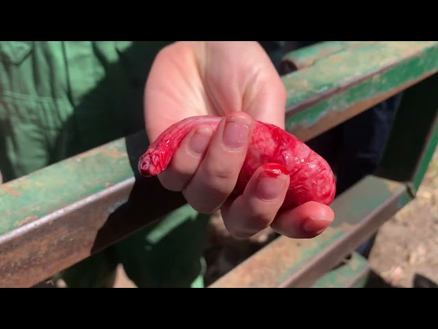 Chasing a lost nut! Cryptorchid Bull Surgery