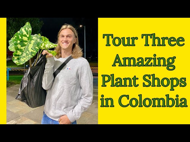 Plant Nursery Tour in Colombia! Houseplants, Garden Plants & More