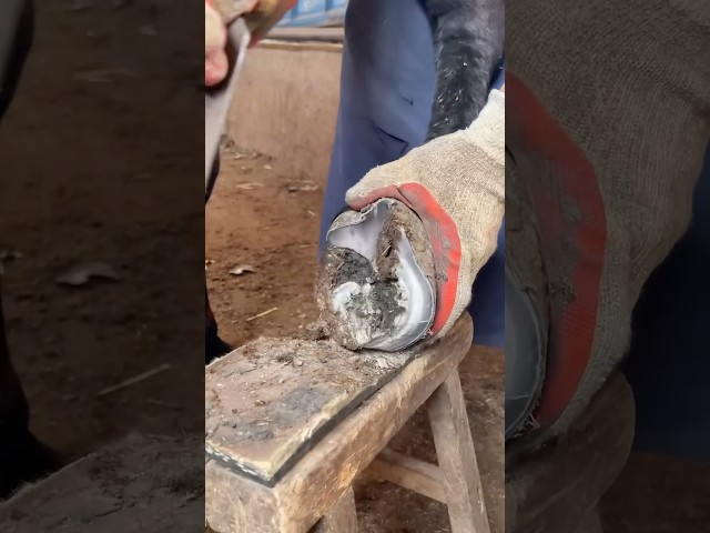 #satisfying #farming #donkey #unzip #oddlysatisfying #horse #love #hoof #horsehoofcleaning #horses