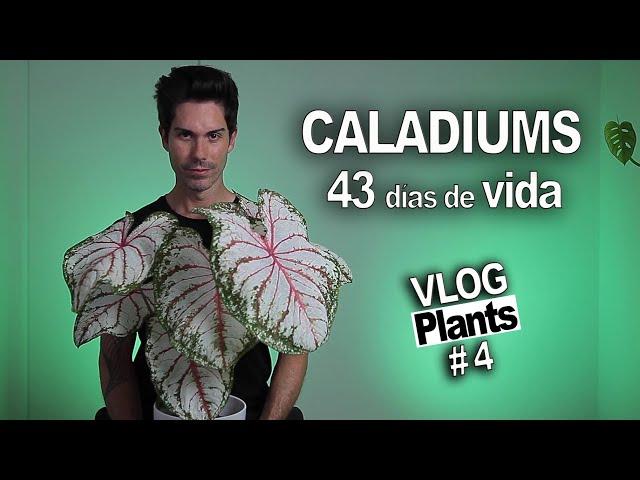 ¡mis CALADIUMS! 43 días ha pasado, ¿han salido todos? tips + info 😁🔝