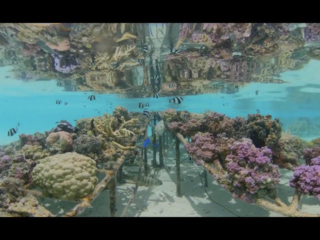 Tahiti in VR - Le Taha'a Coral Restoration Project - 360º underwater video in 5.7k Virtual Reality