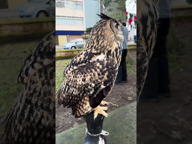 Great Owls eyesight is amazing | Lincoln UK | 👀 #shorts #eyes #owl #amazing #virashorts  #uk