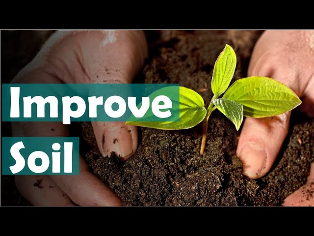 How to improve your soil quality naturally - tips for beginner gardeners