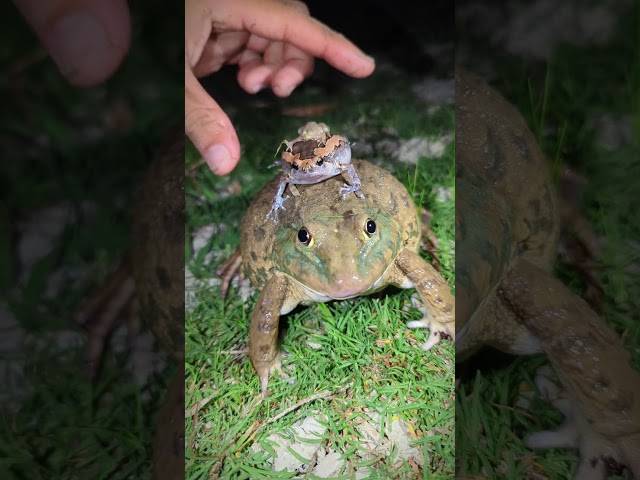 Fun fun catching frogs | frog funny boing boing 🥁🐸😂