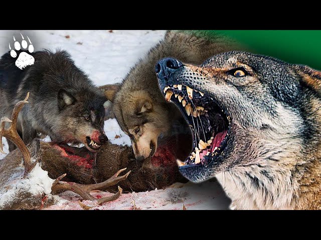 The Alps' Deadliest PREDATOR is Back?! 🏔️🐺 FULL Wildlife Documentary HD - Wolf - AMP