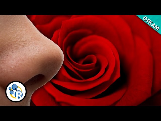 Why Do Roses Smell So Sweet? - GTKAM