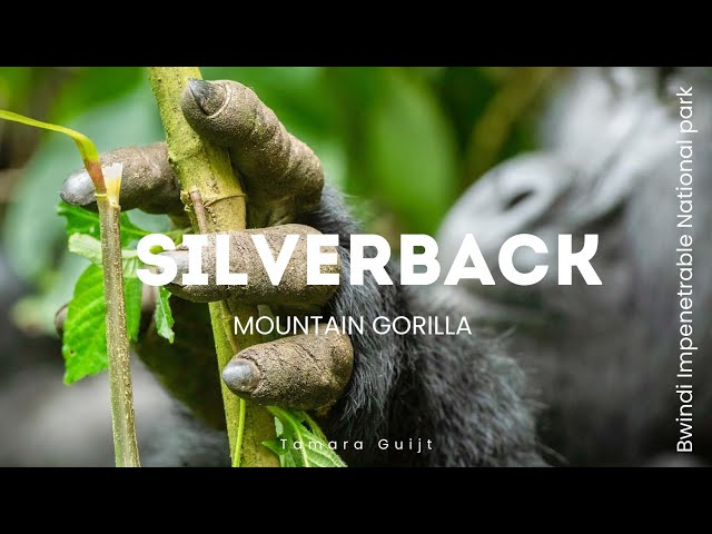 Silverback Mountain gorilla - Bwindi Impenetrable Forest Park - Uganda 4K